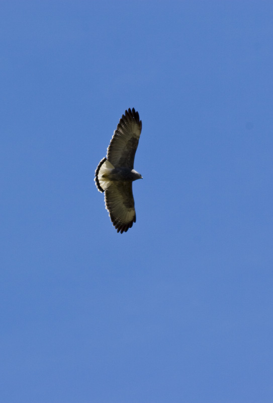 Puna Hawk In Flight